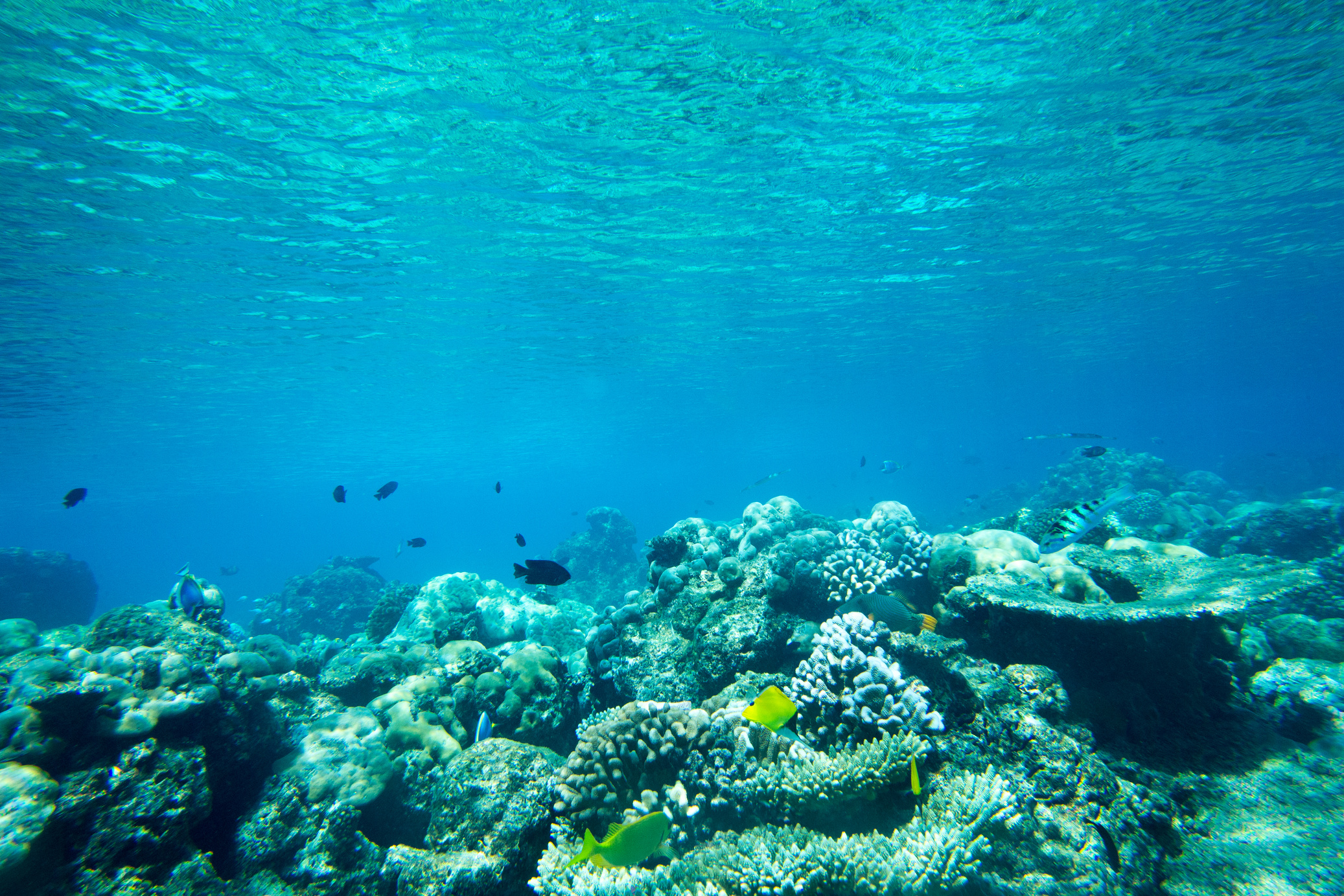 Underwater World Landscape