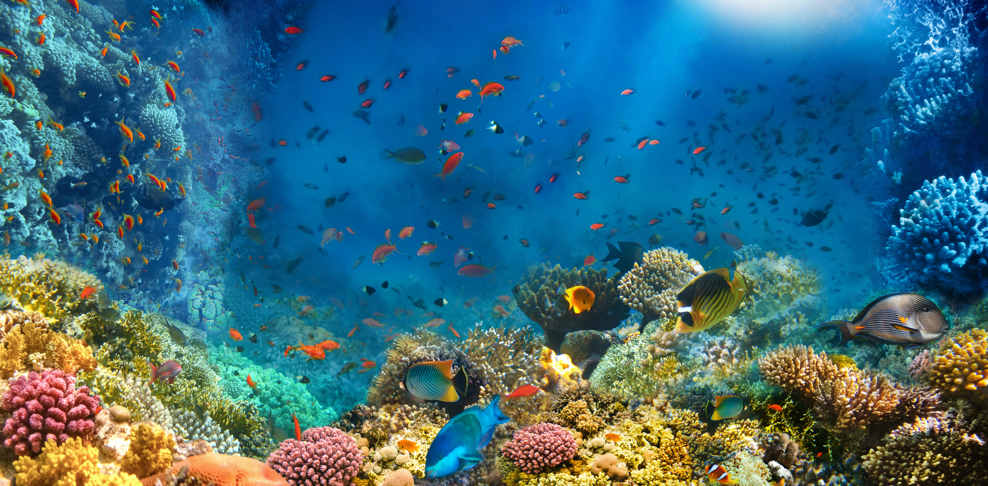 Color Fishes And Corals Under The Sea